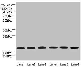 SPATA19 Antibody