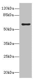 KHDC4 Antibody