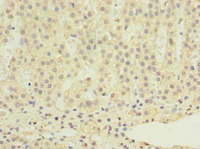 RALYL Antibody
