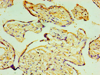 P4HA3 Antibody