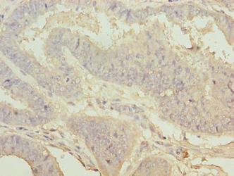 WDR53 Antibody