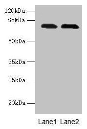 GALNT7 Antibody