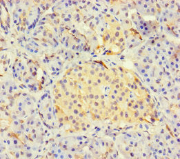 LYG2 Antibody