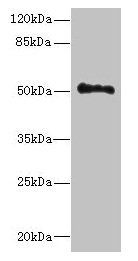 UNC93A Antibody