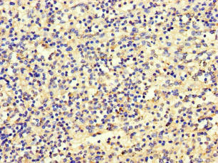 SBF2 Antibody