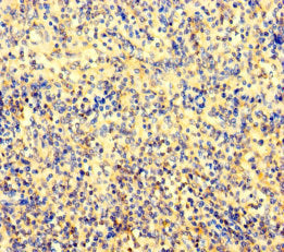 AMIGO1 Antibody