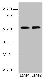 CIR1 Antibody