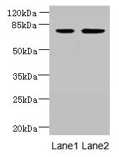 ARMC9 Antibody
