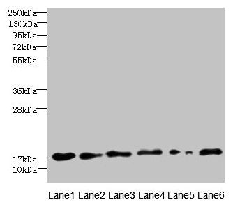 C5orf24 Antibody