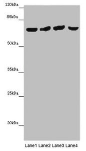 FRMD5 Antibody