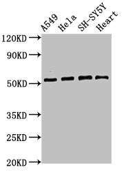 ATG4D Antibody