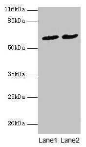 PDZD3 Antibody