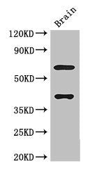 LRRTM4 Antibody