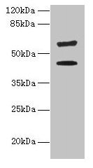 KRT73 Antibody