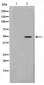 MOK Antibody