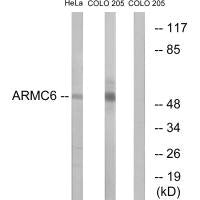 ARMC6 Antibody