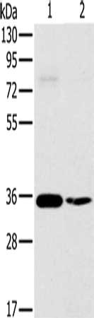 OTUB1 Antibody