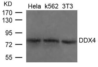 DDX4 Antibody