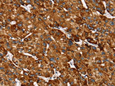 REC8 Antibody