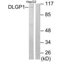 DLGAP1 Antibody