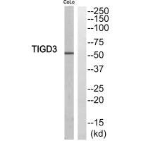 TIGD3 Antibody