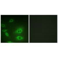 Atp1a1 (Ab-23) Antibody