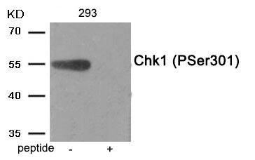 Phospho-CHEK1 (Ser301) Antibody