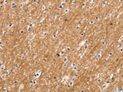 SLC2A3 Antibody