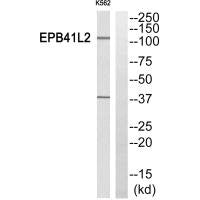 EPB41L2 Antibody