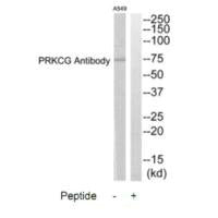 PRKCG Antibody