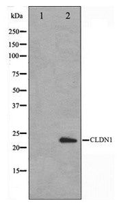 CLDN1 Antibody