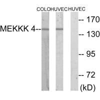 MAP4K4 Antibody