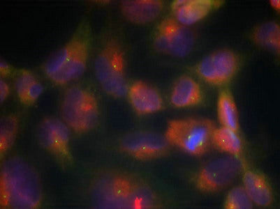 MAPT (Ab-356) Antibody