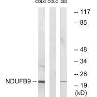NDUFB9 Antibody