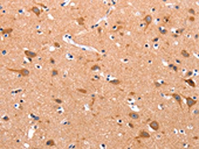 APAF1 Antibody