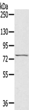 RHOBTB1 Antibody