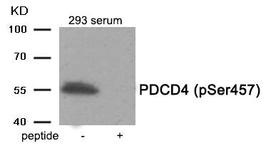 Phospho-PDCD4 (Ser457) Antibody