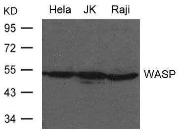WAS Antibody