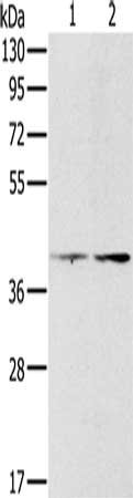 PDGFRL Antibody