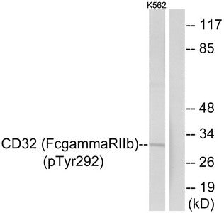 Phospho-FCGR2B (Tyr292) Antibody