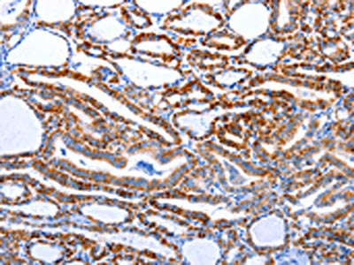 CASP3 Antibody
