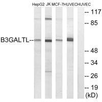 B3GALTL Antibody