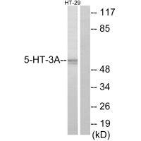 HTR3A Antibody