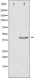 TGFB1 Antibody