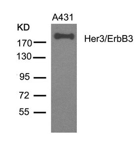 ERBB3 (Ab-1328) Antibody