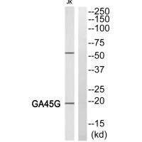LGALS4 Antibody