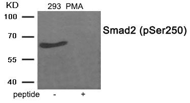 Phospho-SMAD2 (Ser250) Antibody