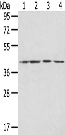 HTR4 Antibody