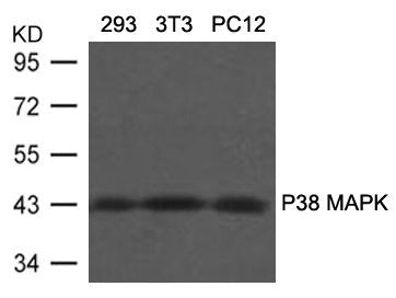 MAPK11 (Ab-180/182) Antibody