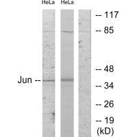 JUN (Ab-243) Antibody